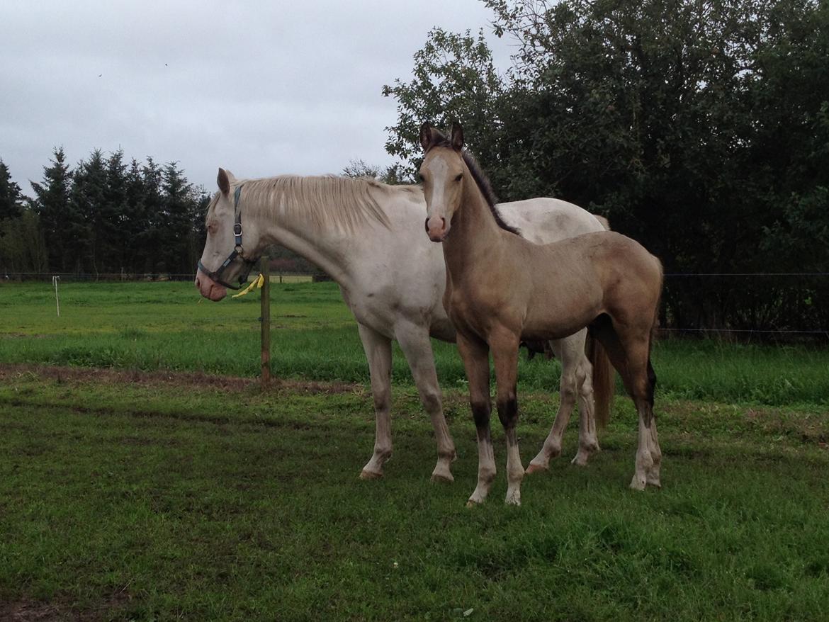 Dansk Varmblod Kvolsbæk's Hurricane Heart billede 10