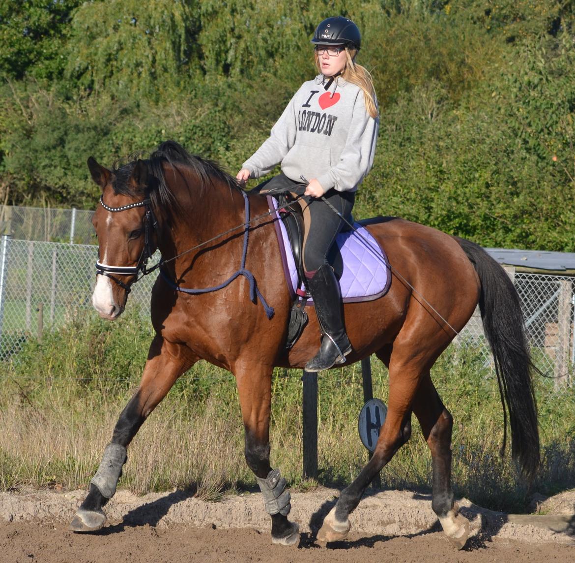 Holstener Costa Rica 32 - Hvis gud har skabt noget smukkere end hesten,
har han beholdt det for sig selv. <3 billede 8