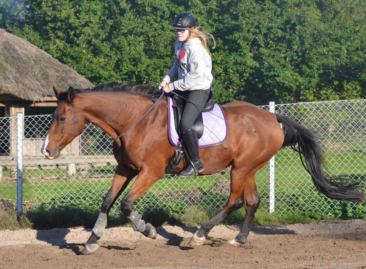 Holstener Costa Rica 32 - Det du leger ind i hesten, vil den frivilligt gøre igen. Det du tvinger ind i den, skal du tvinge den til at gøre igen. Tillid <3 billede 10