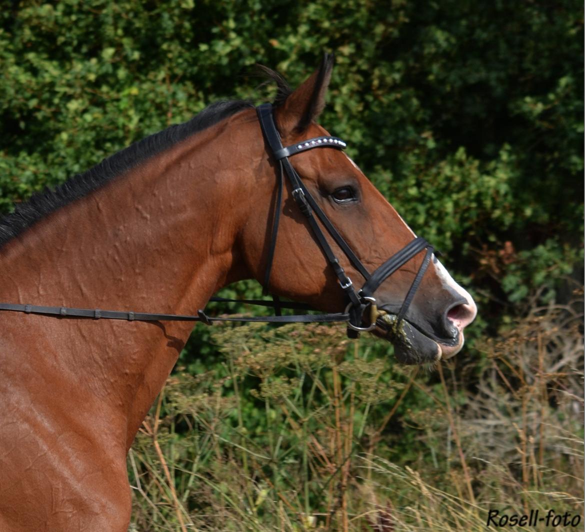 Holstener Costa Rica 32 - Velkommen til Costas profil! billede 1