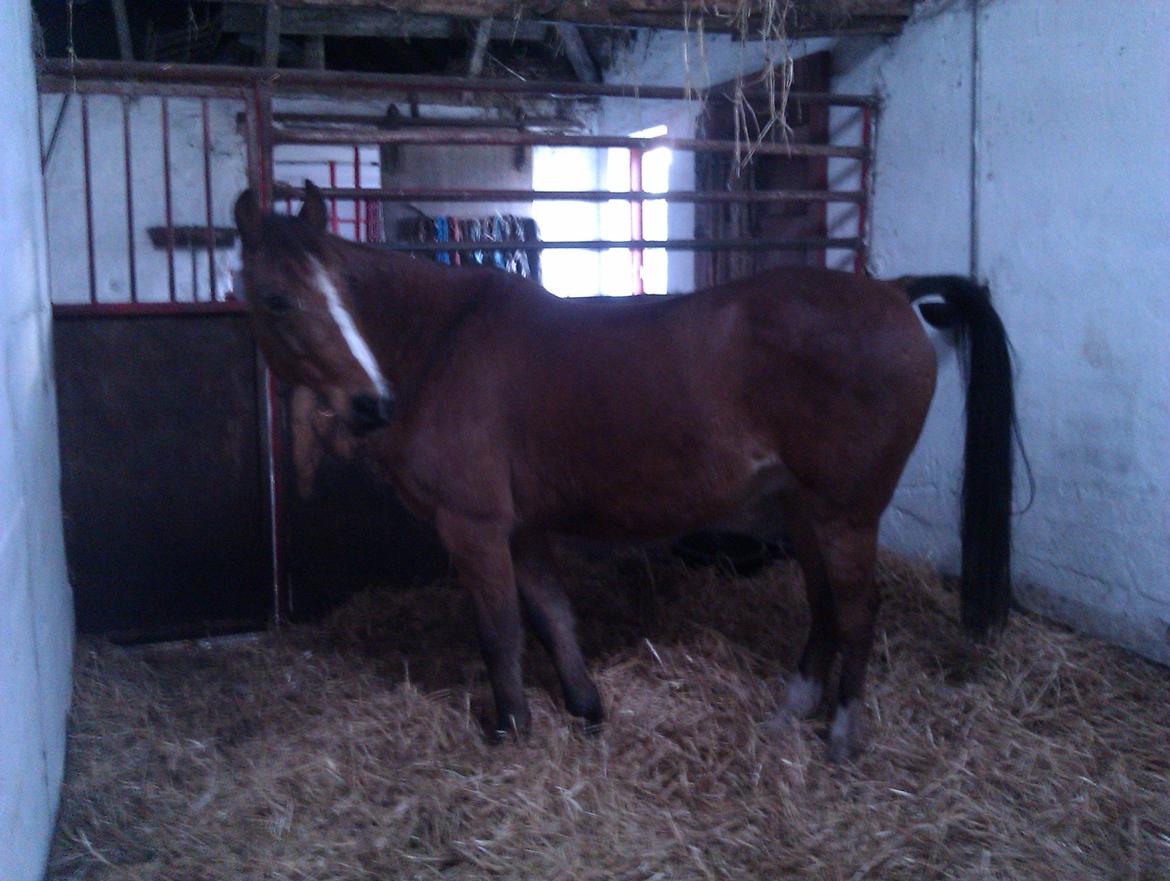 DSP Lynghøjen's Freeway - den dag ha kom hjem til mig den lille skat :) <3 billede 3