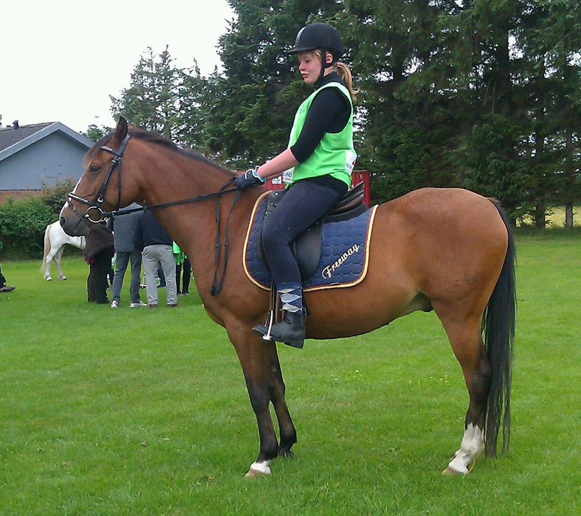 DSP Lynghøjen's Freeway - mig og tykke til ringridning i slettestrand  billede 5