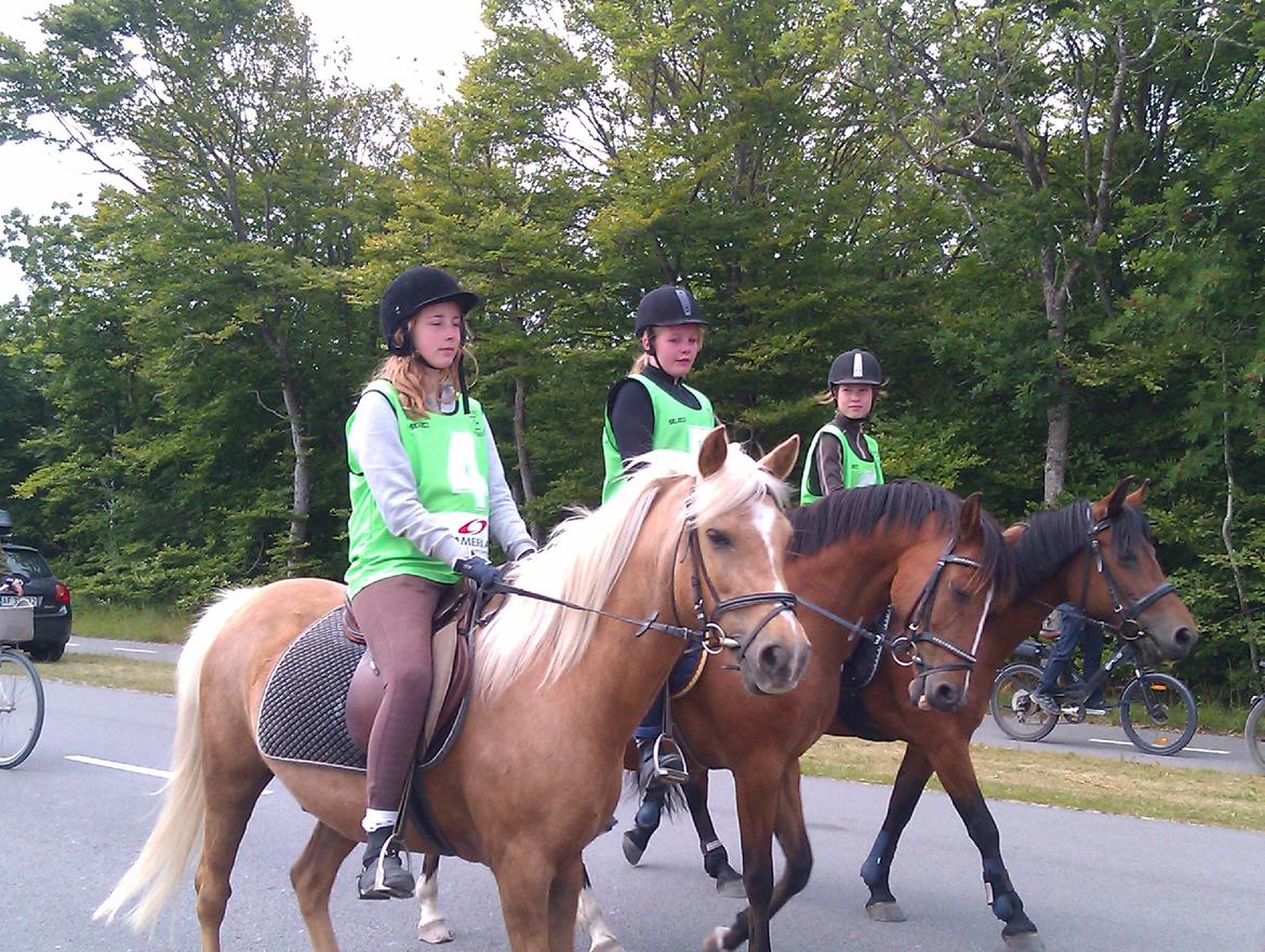 DSP Lynghøjen's Freeway - på vej til ringridning i slettestrand <3 billede 6