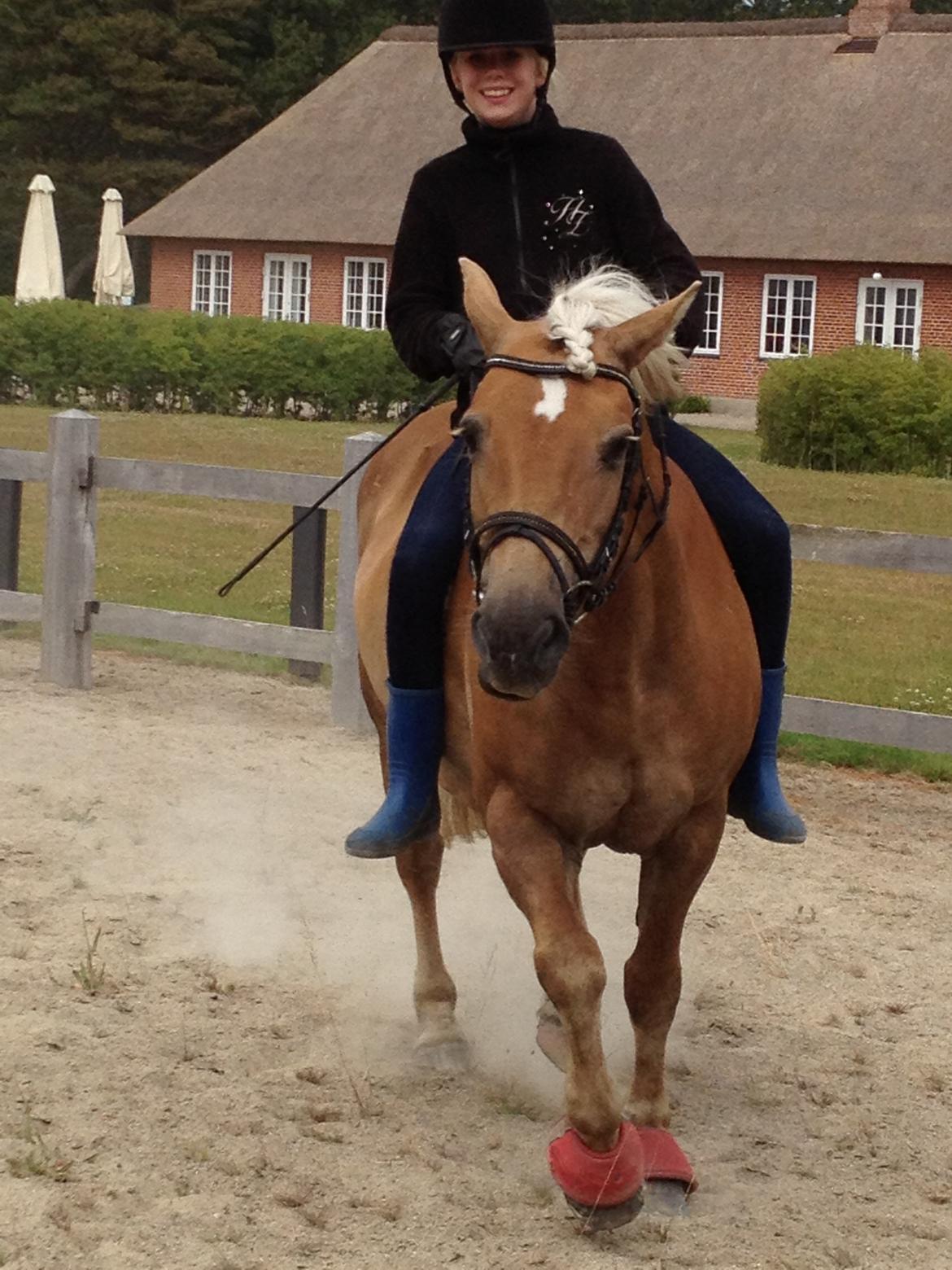 Haflinger Maggie billede 14