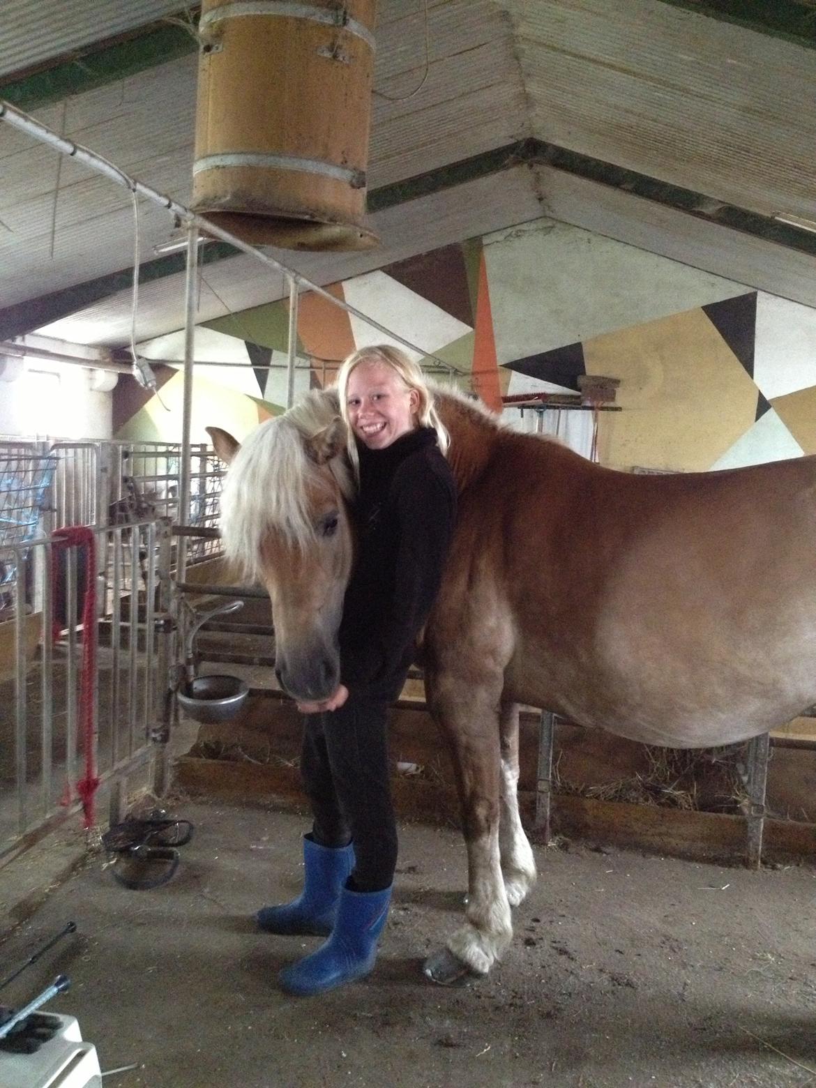 Haflinger Maggie - her giver hun mig en karmmer billede 15