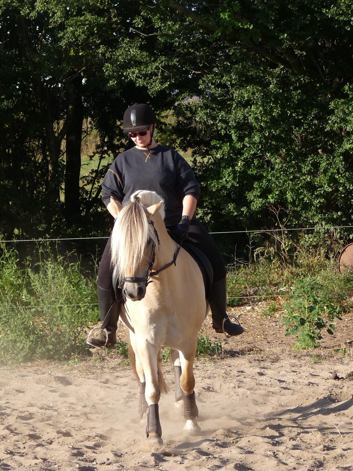 Fjordhest Lindegaards Comet - Første gang jeg rider Comet hjemme på Ryttergården. billede 5