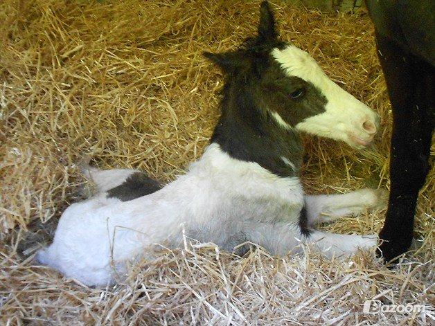 Irish Cob Crossbreed Sir. Oskar - Helt ny  billede 2