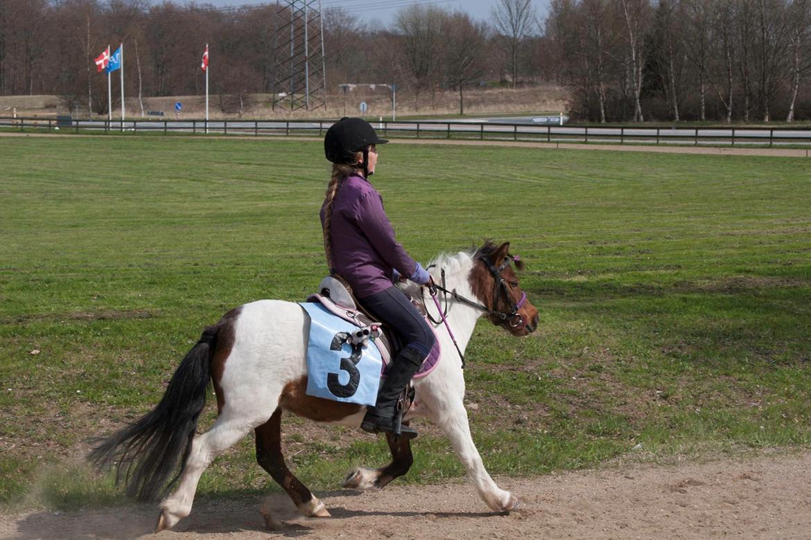 Shetlænder Smilla #Den farlige biavler! xD# - Travbanen 2013
Mit første løb med Smilla. billede 16