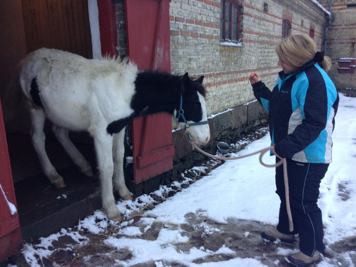 Irish Cob Crossbreed Sir. Oskar billede 8