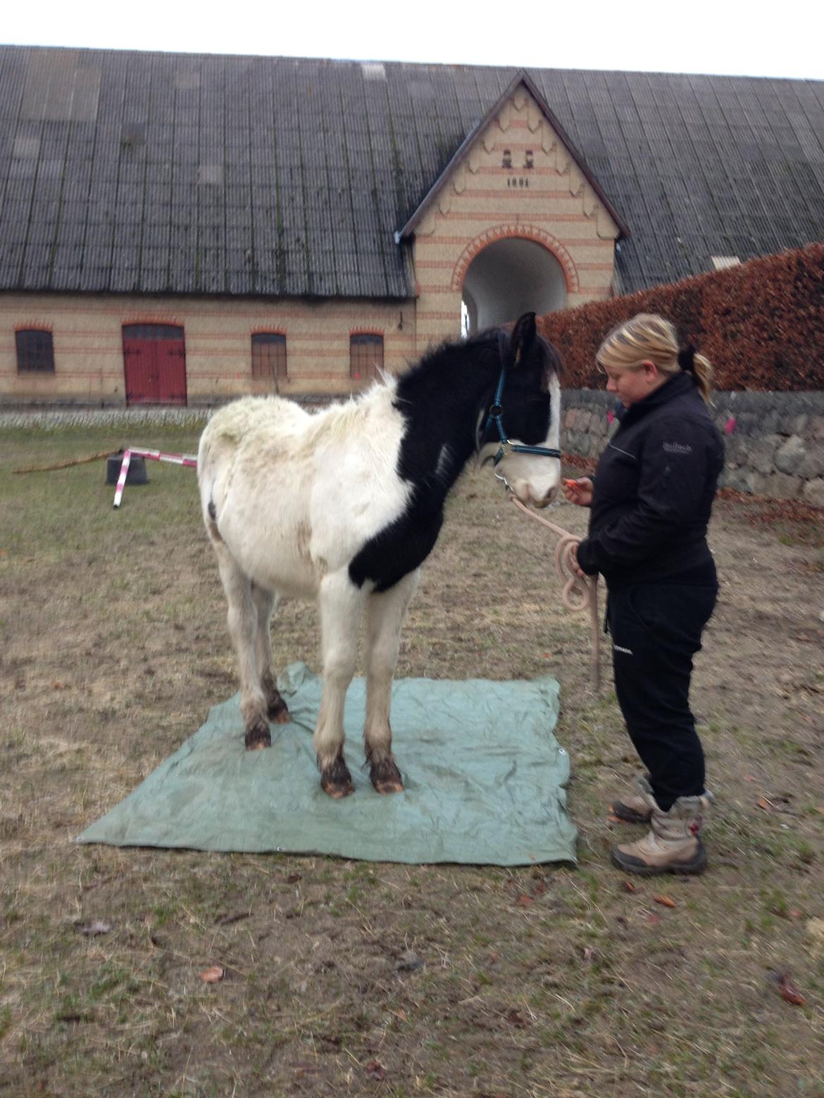 Irish Cob Crossbreed Sir. Oskar - Første gang på plastik billede 9