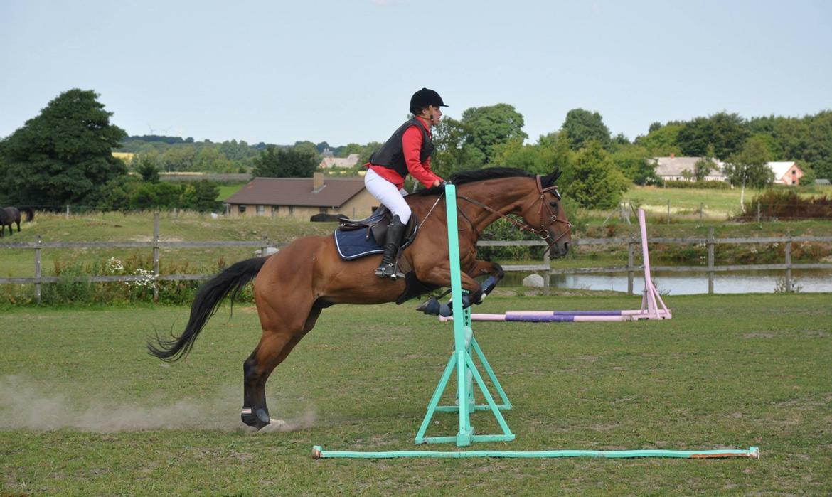 Fuldblod (XX) R.I.P SOLGT Bauffant<33 XX billede 16