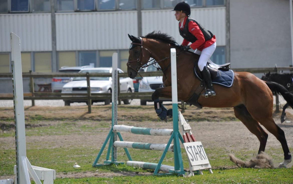 Fuldblod (XX) R.I.P SOLGT Bauffant<33 XX billede 17
