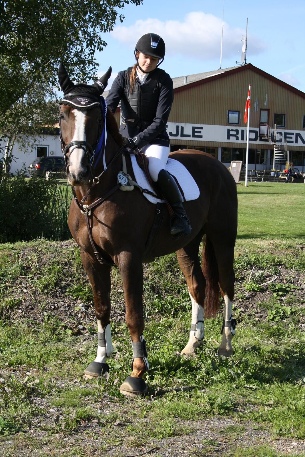 Belgisk varmblod D´Amour V/H Dennenhof - Efter stævne i VRK 2 plads i LB2** Foto : Mor billede 30