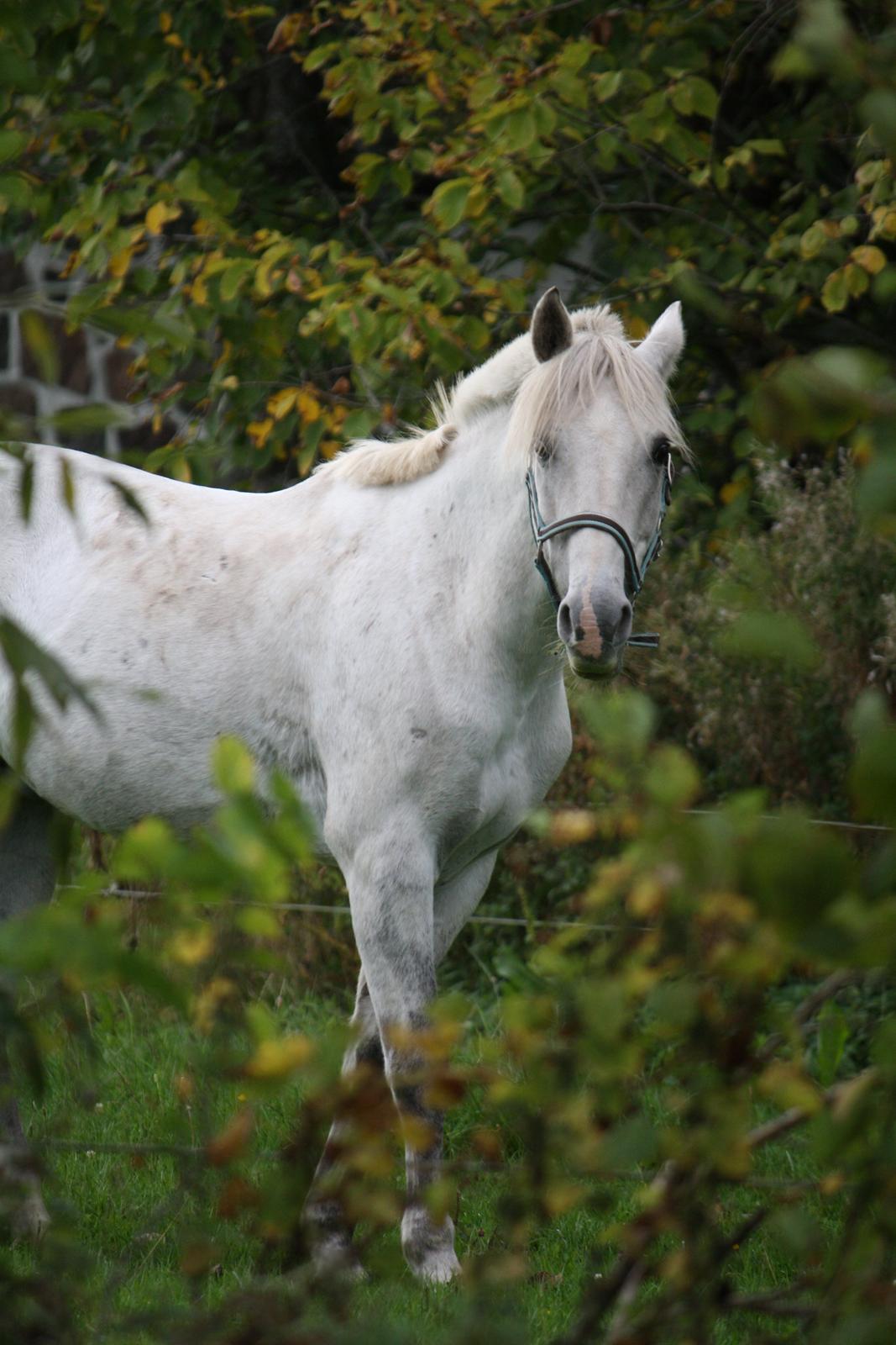 Welsh Cob (sec D) Athos/Mowgli - Foto : mig billede 9