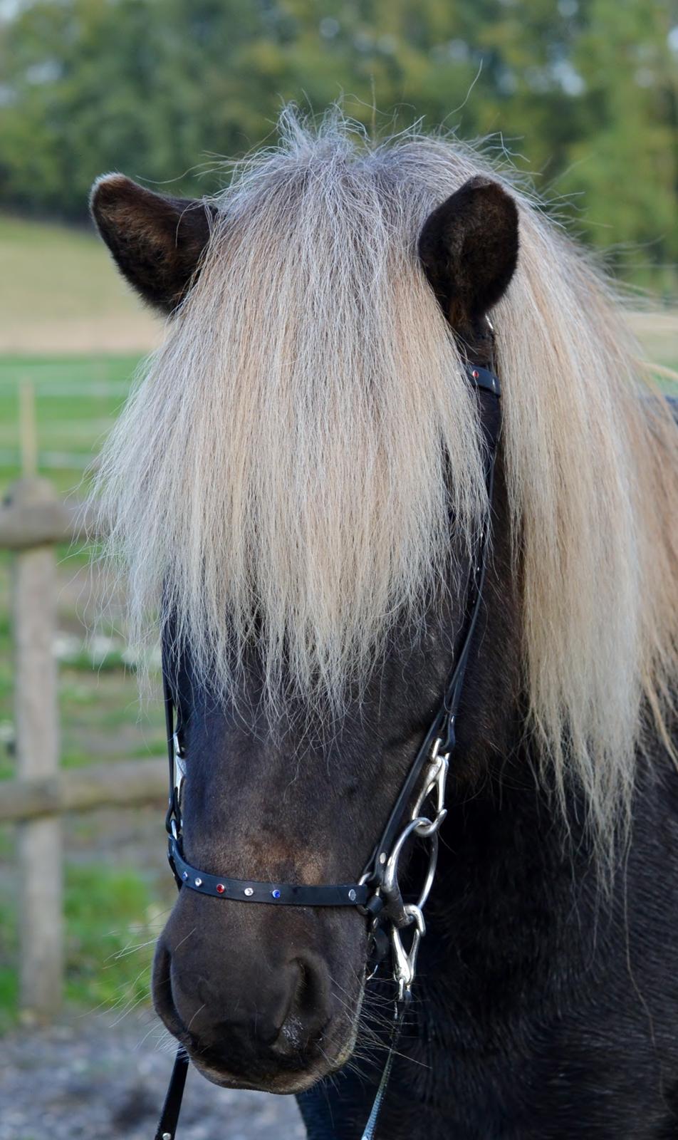 Islænder Fengur frá Alfholum billede 1