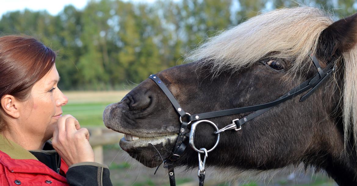Islænder Fengur frá Alfholum billede 27
