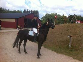 Knabstrupper Majco´Thunder Coffee ( tidl. lånehest) - Vores færste stævne sammen 50 cm (Bo klasse) fejlfri <3  billede 9