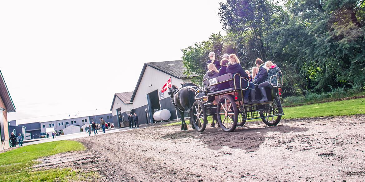 Frieser Mazandra von Inger-Marienlund, stb. STER - Paula og Mazandra til Åbent Landbrug d. 15/9-2013.. billede 15