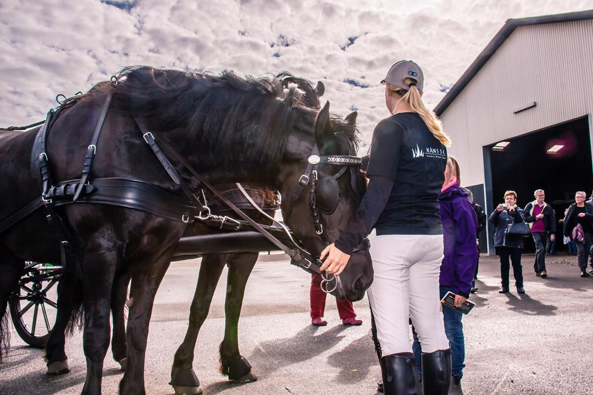 Frieser Mazandra von Inger-Marienlund, stb. STER - Paula og Mazandra til Åbent Landbrug d. 15/9-2013.. billede 16