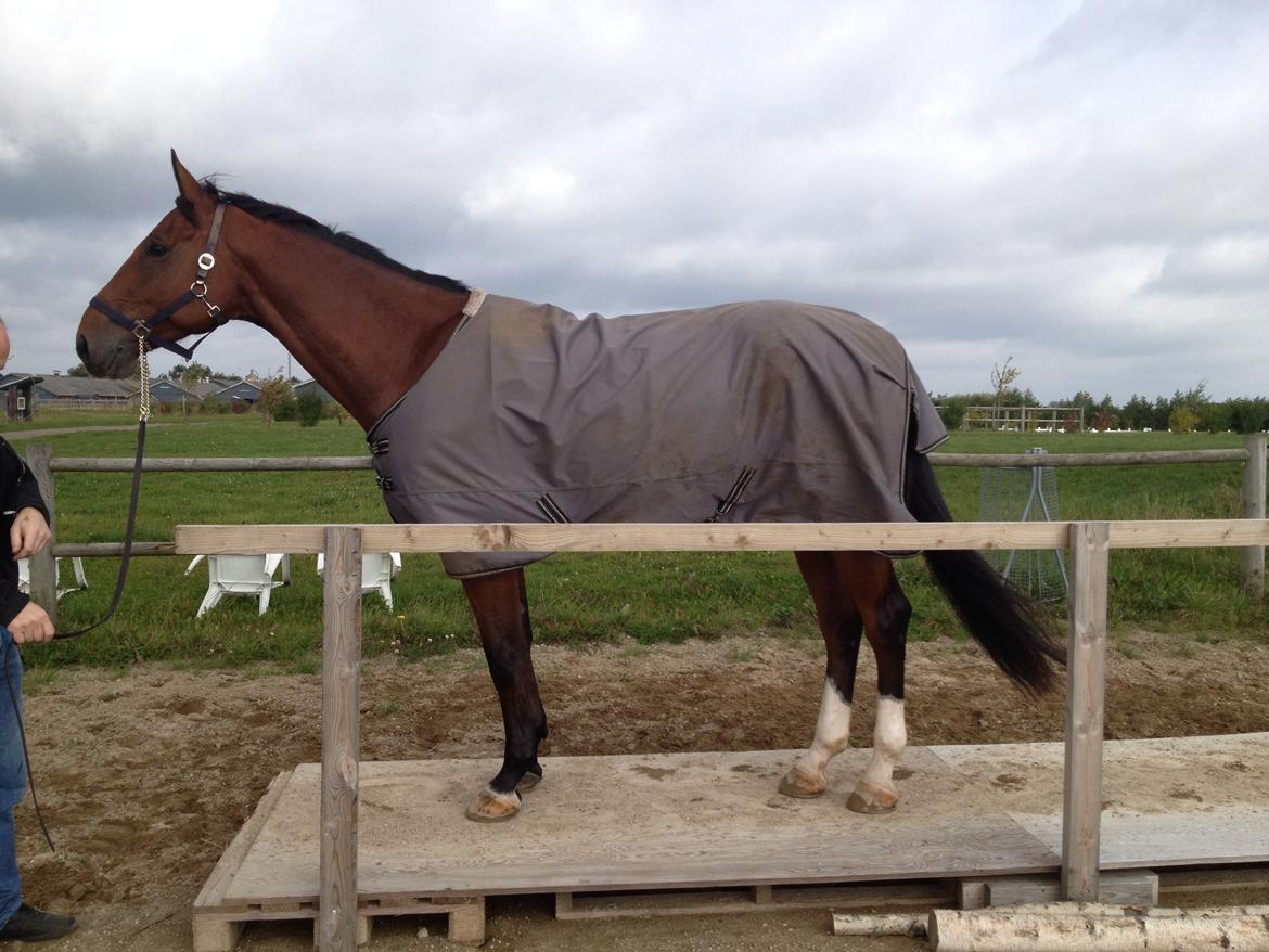 Dansk Varmblod Birkmosegårds Lancelot - Lance over broen på Trec banen billede 14