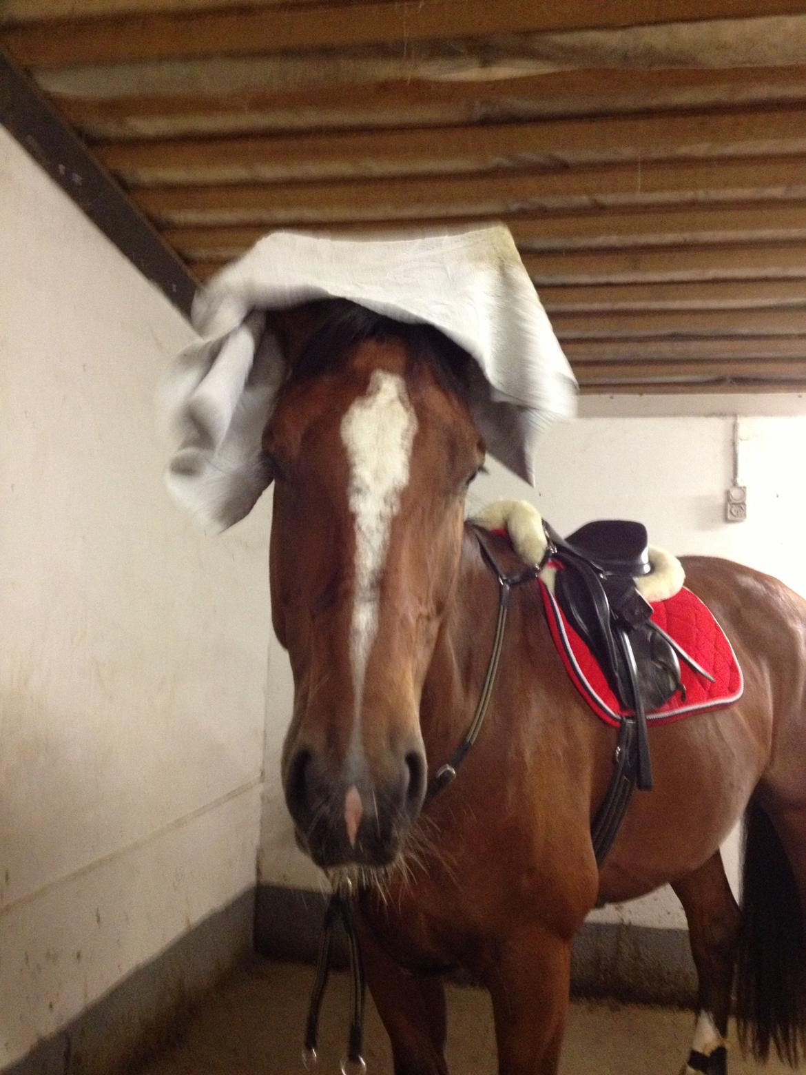 Dansk Varmblod Birkmosegårds Lancelot - Får tørret øre, efter en god springtime. billede 15