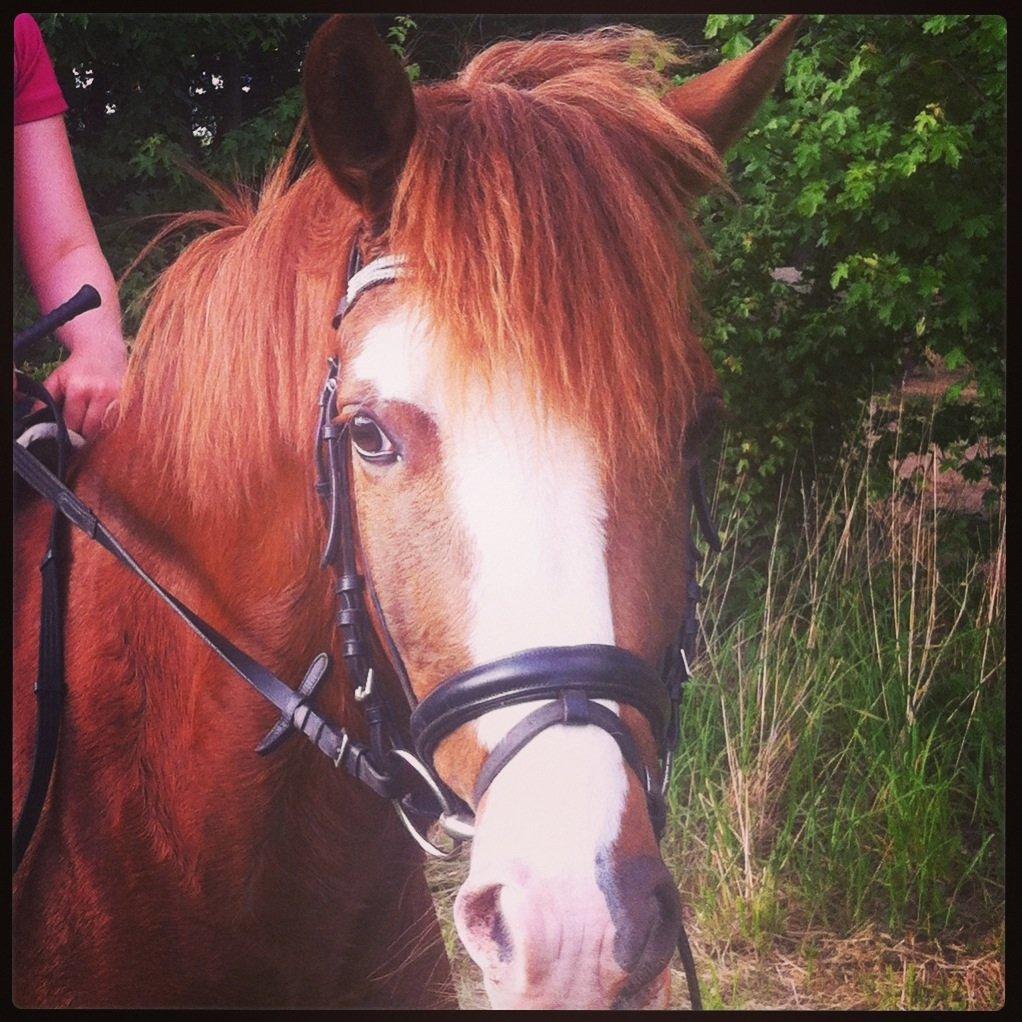 Anden særlig race Skikkilds Felis - Søde felis  billede 2