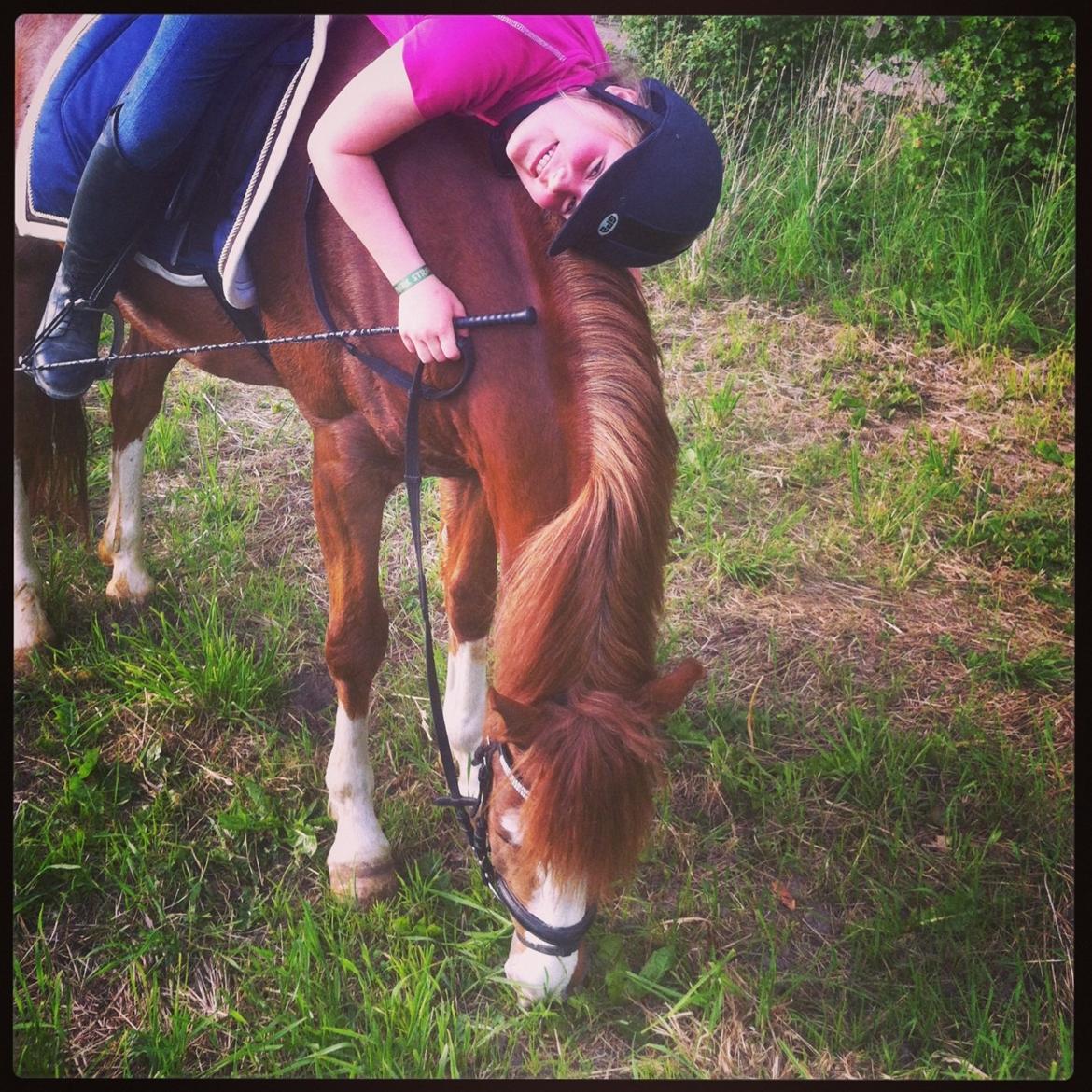 Anden særlig race Skikkilds Felis - Dejlige pony, jeg elsker dig  billede 5