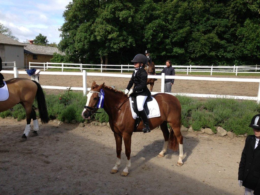 Anden særlig race Skikkilds Felis - 2.plads. jaaaaaaaaahh billede 7