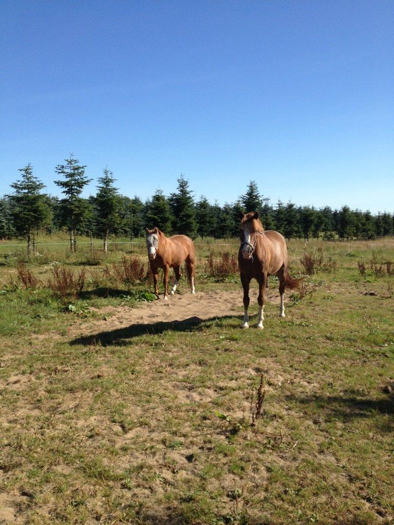 Anden særlig race Skikkilds Felis - Søde ponyer  billede 8