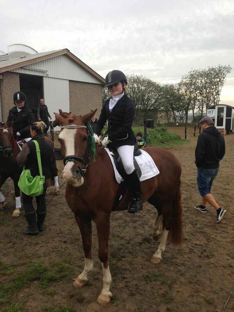 Anden særlig race Skikkilds Felis - 3.plads i sabro 67% billede 10