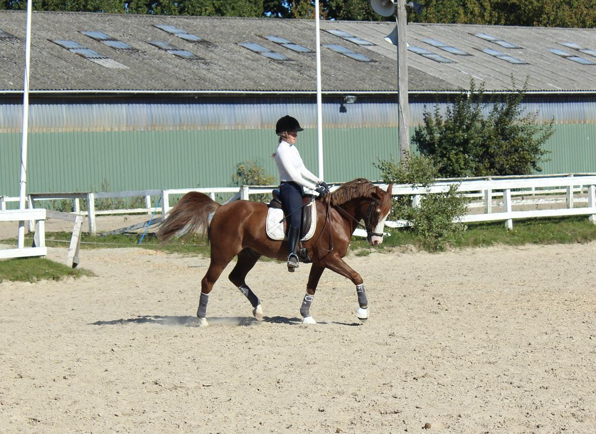 Welsh Partbred (Sec F) Rosengårdens Sodapop - Sidste dag - you were forever mine billede 12