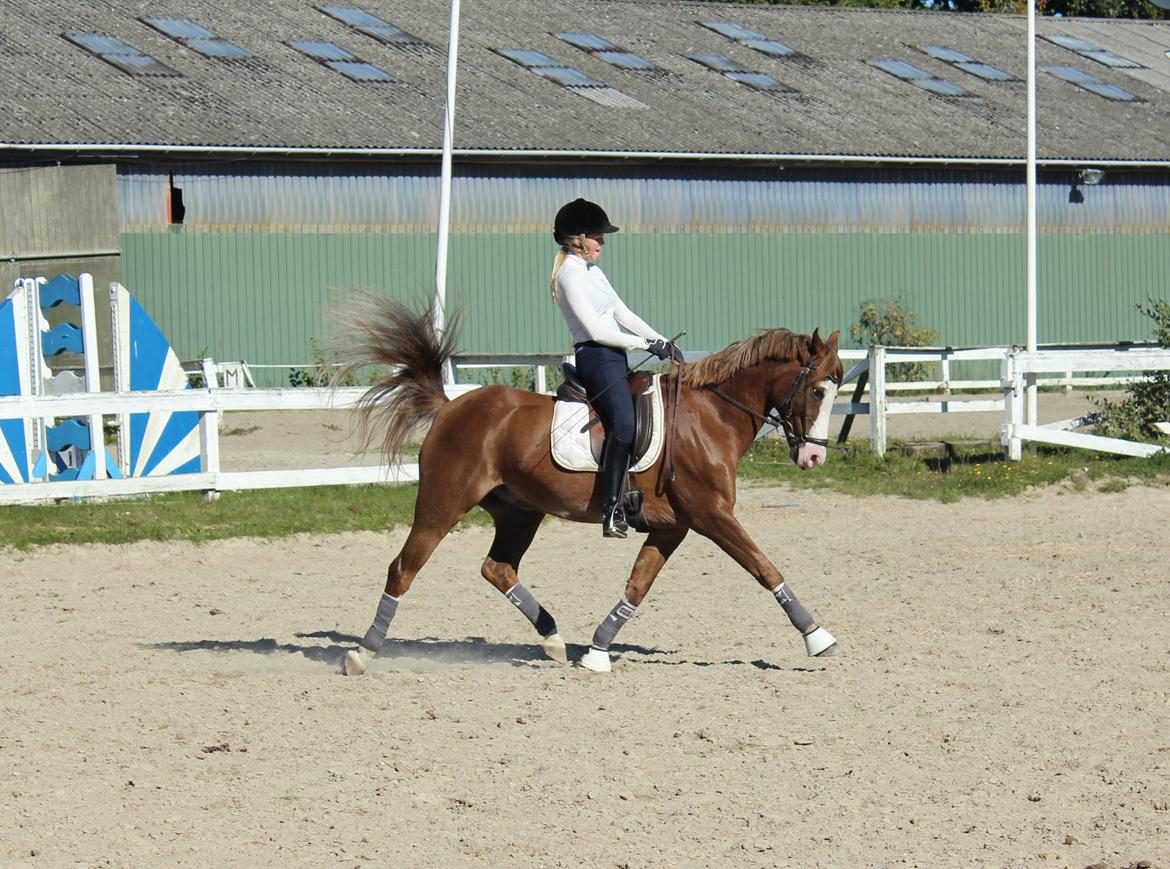 Welsh Partbred (Sec F) Rosengårdens Sodapop - tak for alt, min elskede Sodapop. billede 21