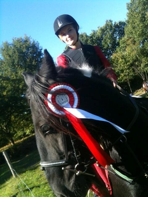 Irish Cob Sir charles - Første plads<3 billede 2