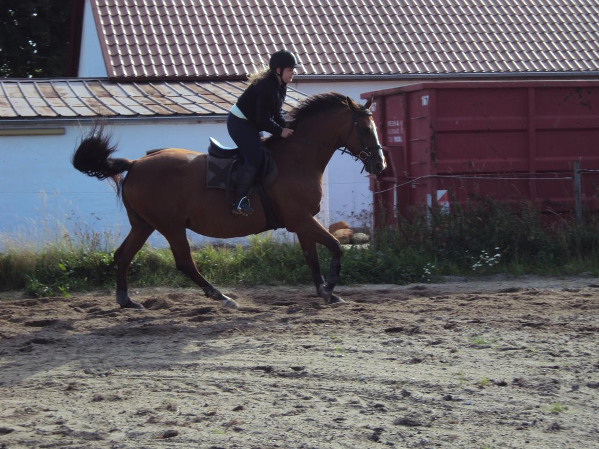 Dansk Varmblod Ronja billede 14