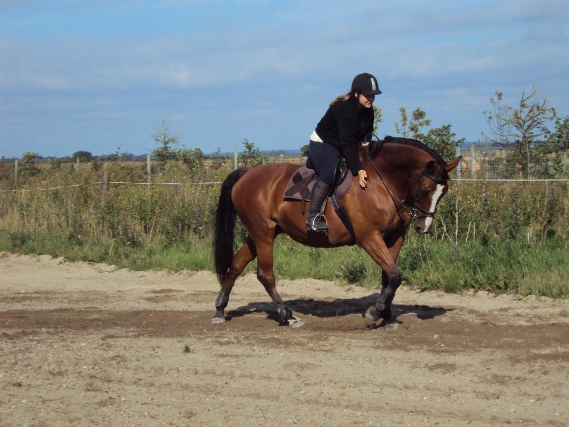 Dansk Varmblod Ronja billede 15