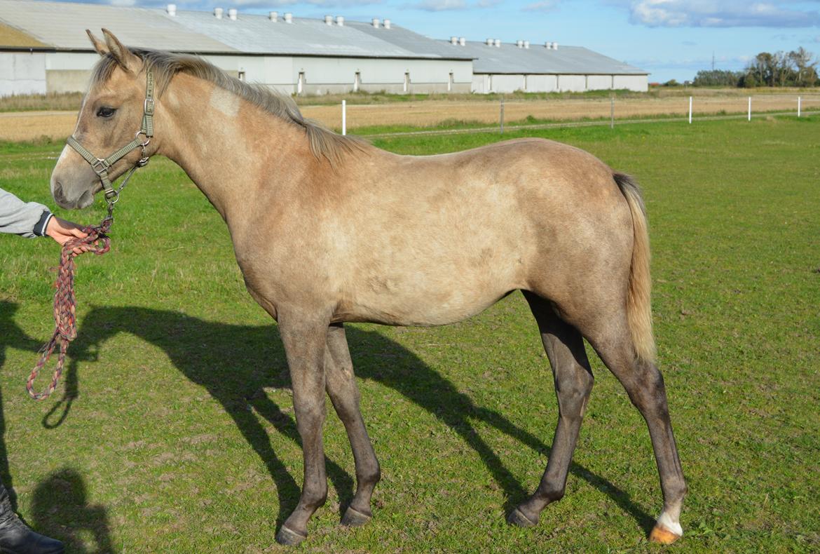 DSP Lykkebo Darleen - 29.09.13 billede 33