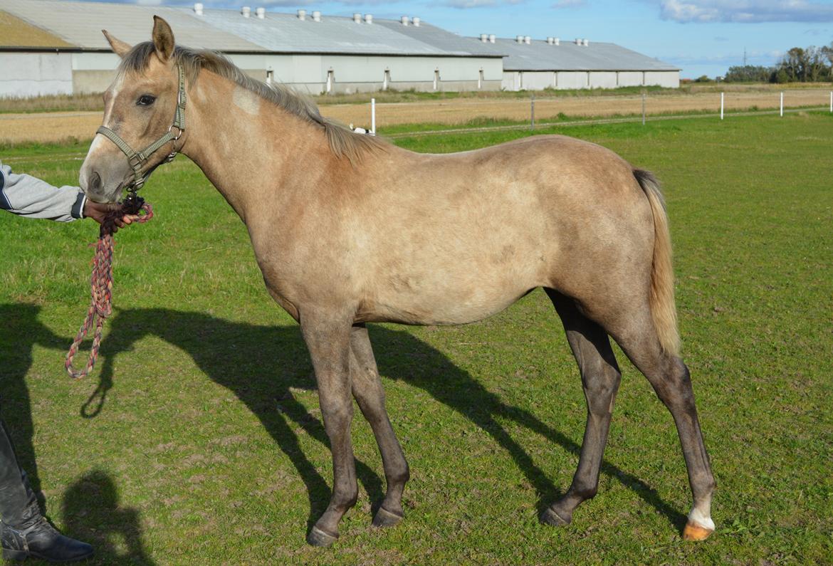 DSP Lykkebo Darleen billede 34