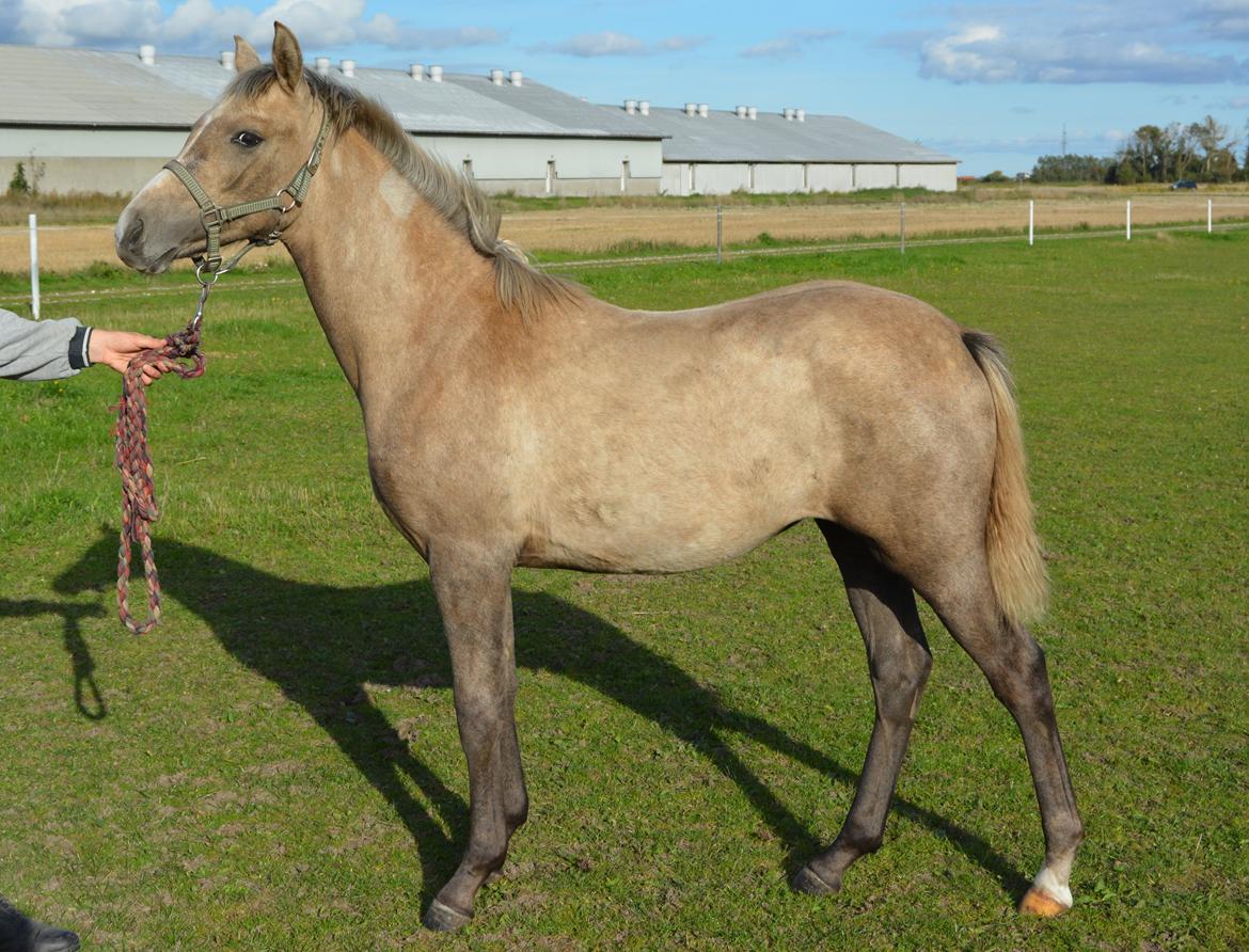 DSP Lykkebo Darleen - 29.09.13 billede 35