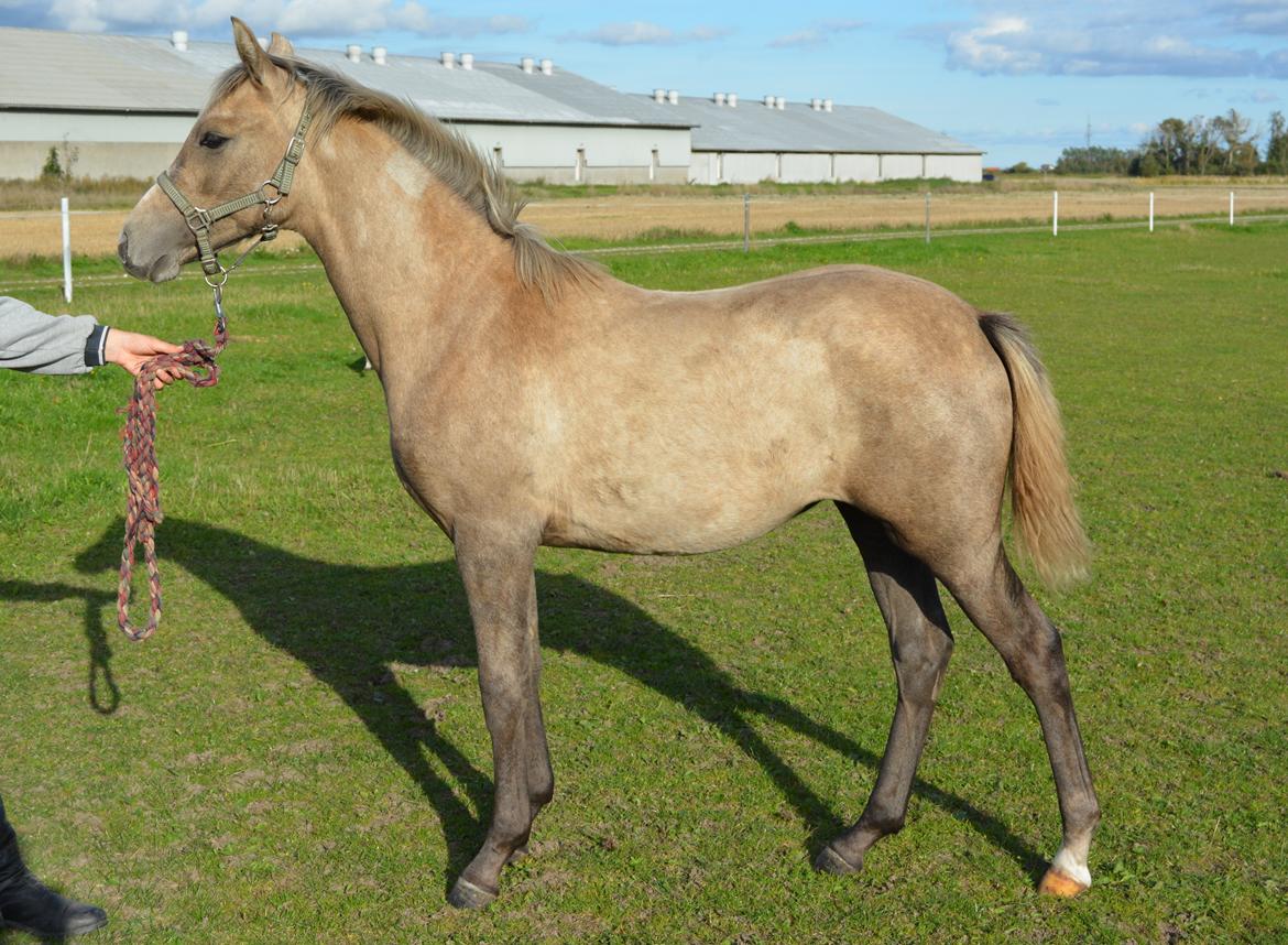DSP Lykkebo Darleen - 29.09.13 billede 36