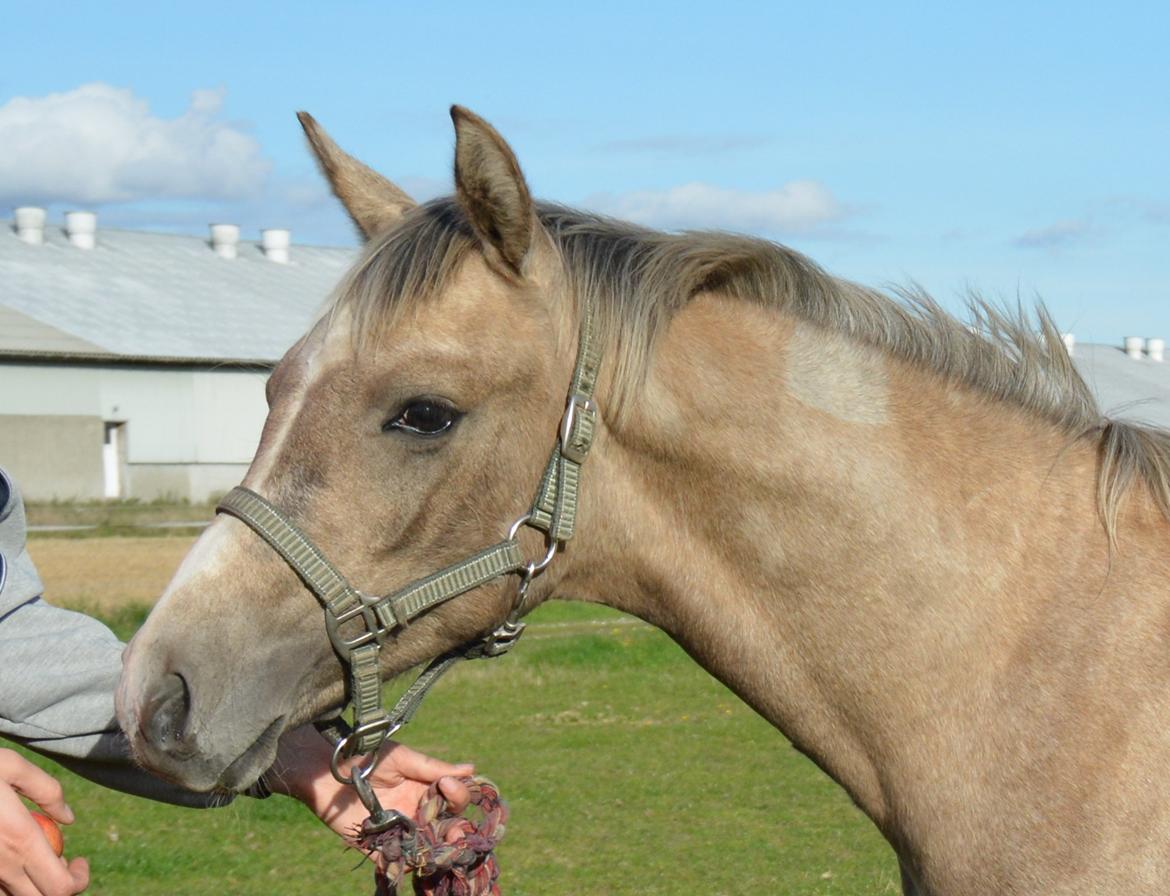 DSP Lykkebo Darleen billede 37
