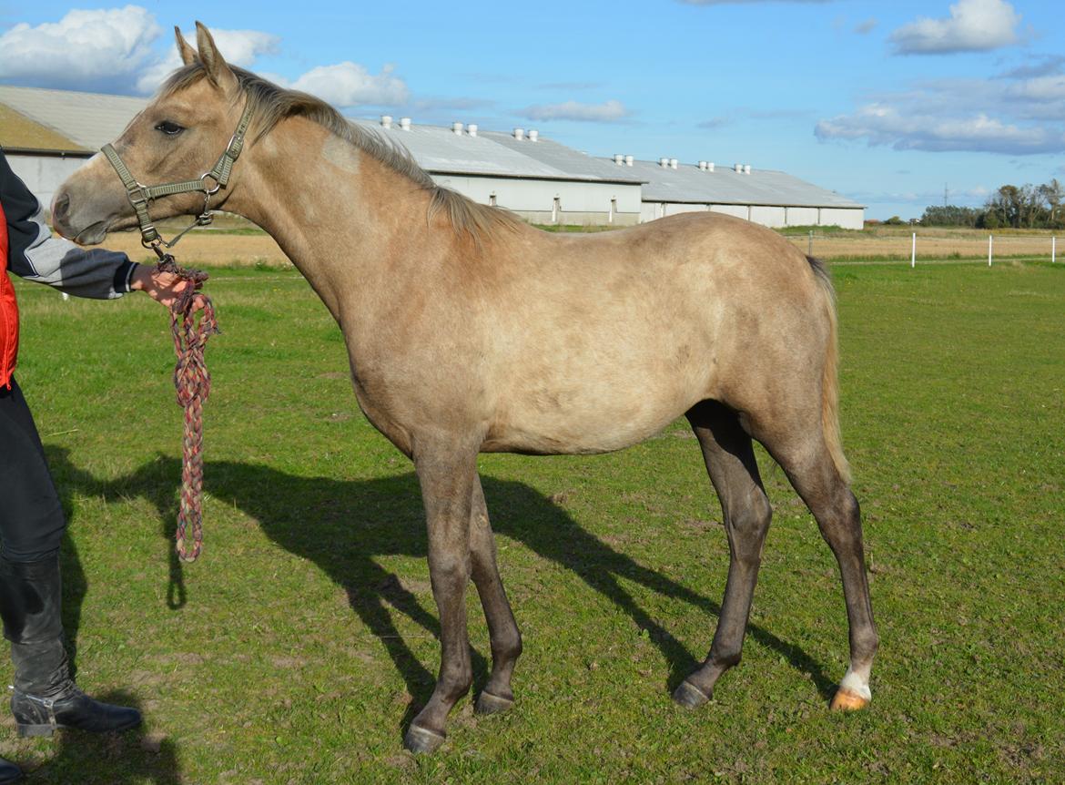 DSP Lykkebo Darleen - 29.09.13 billede 38