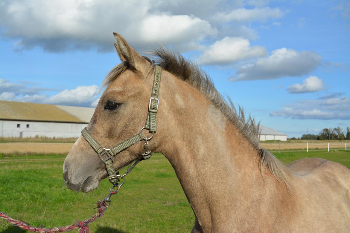 DSP Lykkebo Darleen billede 39