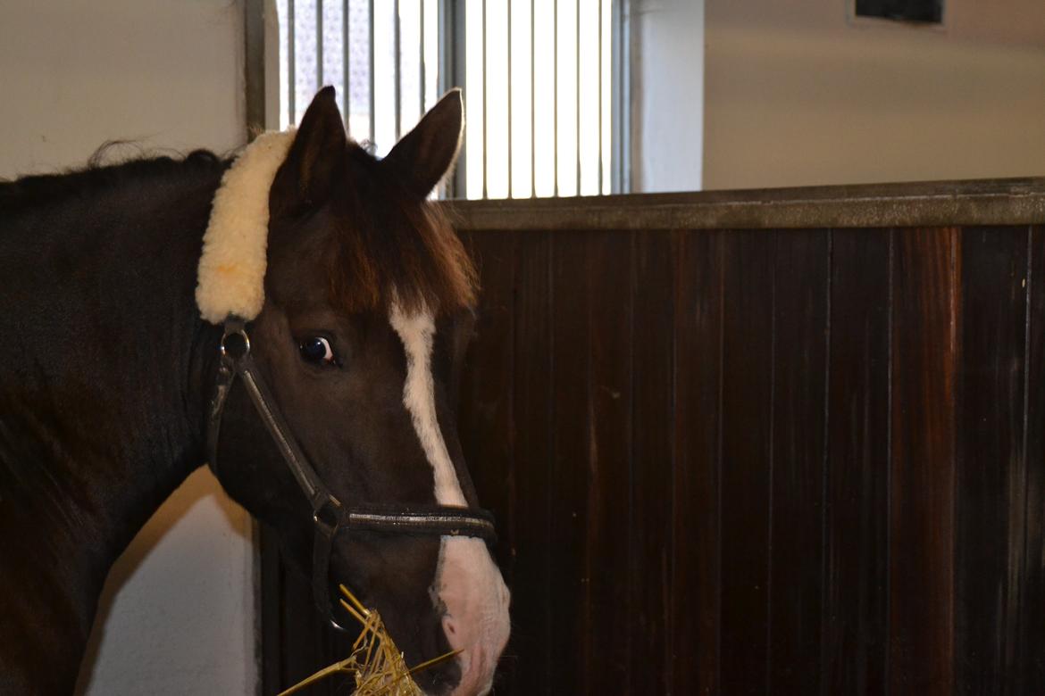 Anden særlig race Haffe Laffe - Stævne!! <3 billede 9