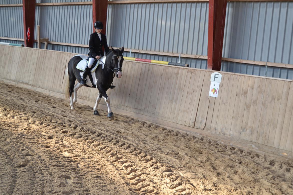 Anden særlig race Haffe Laffe - 2. dressur stævne billede 15