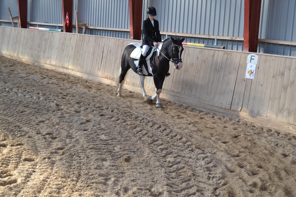 Anden særlig race Haffe Laffe - Dressur stævne d 28-09-2013. billede 3