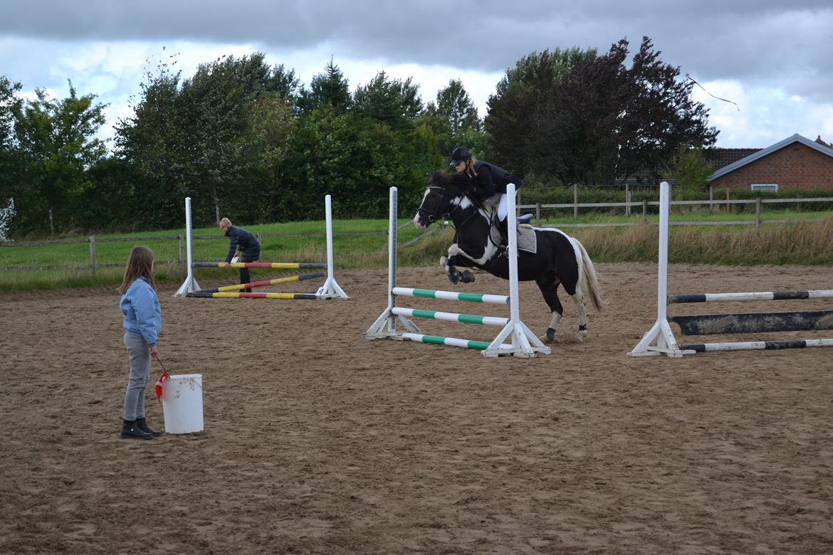 Anden særlig race Haffe Laffe - 2. stævne LC billede 11