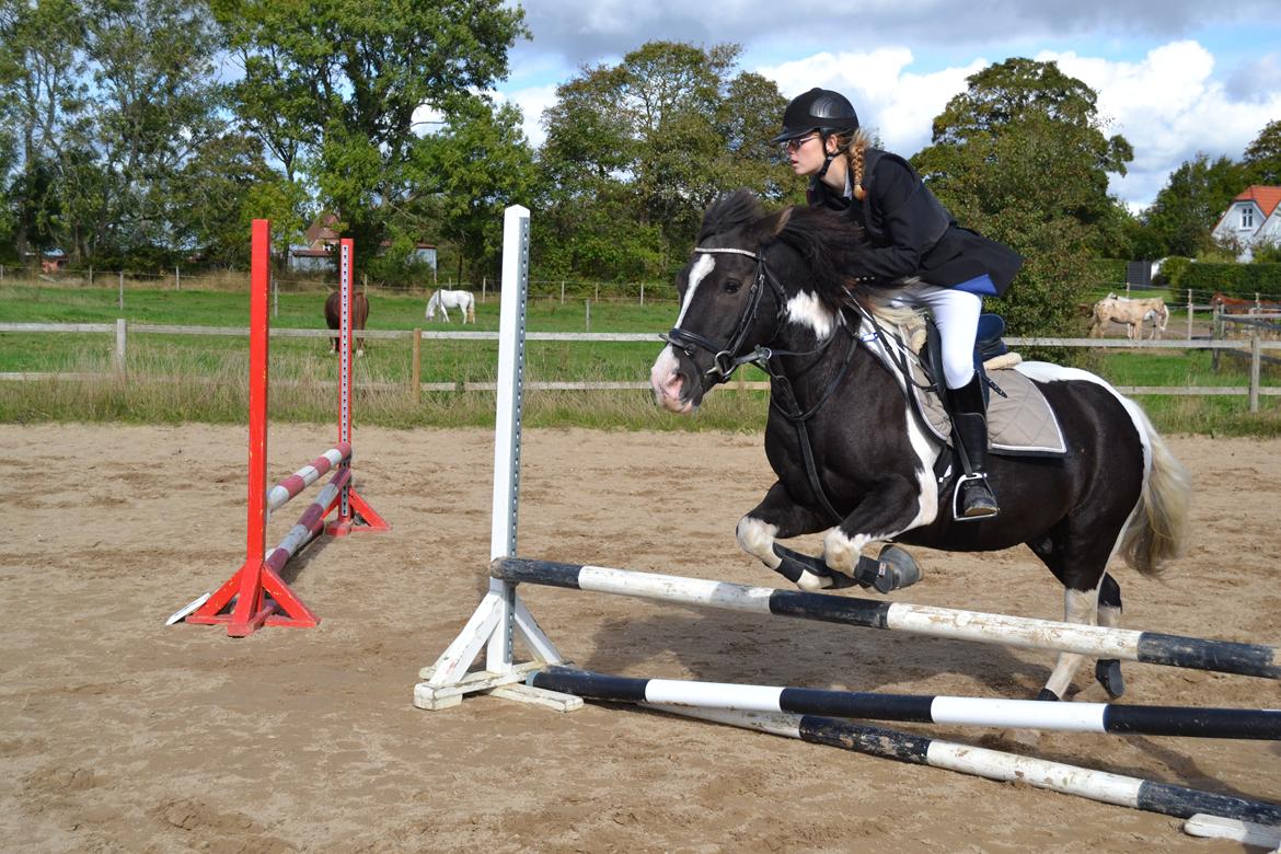 Anden særlig race Haffe Laffe - 2. stævne. billede 19