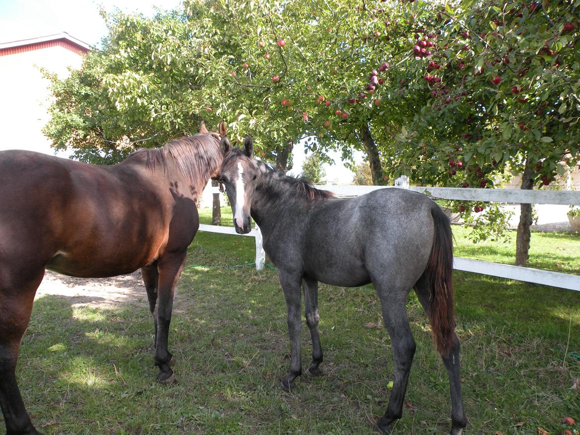 Shagya Araber (SH) Andersine (solgt) billede 7