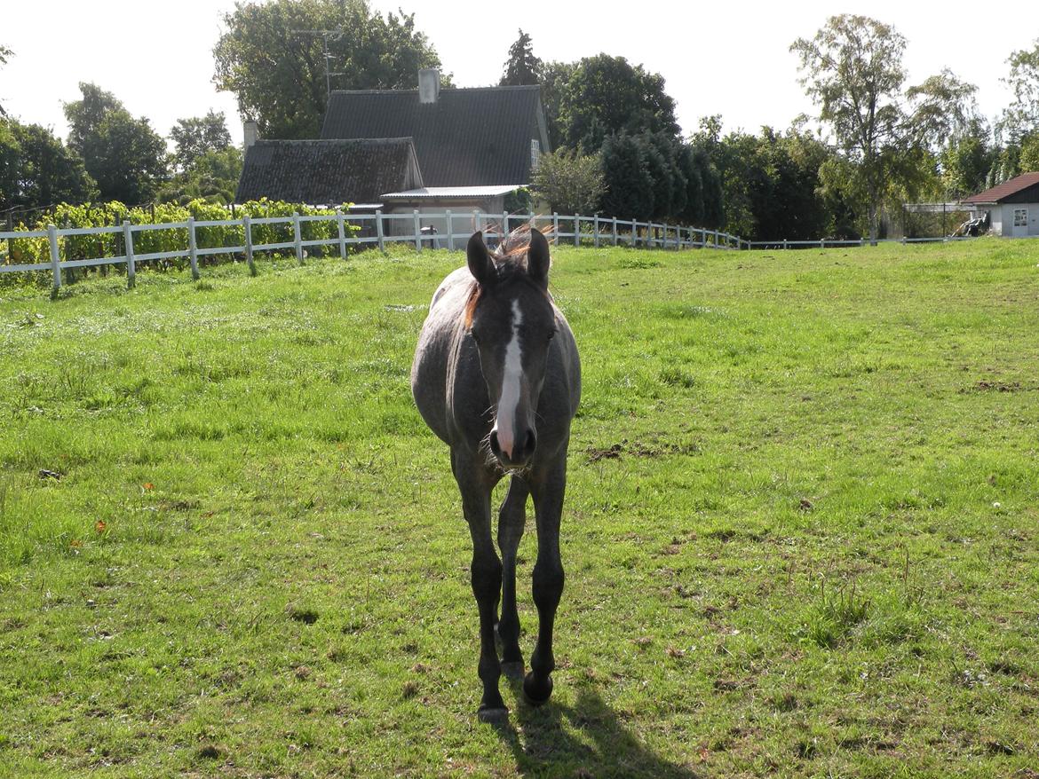 Shagya Araber (SH) Andersine (solgt) billede 8