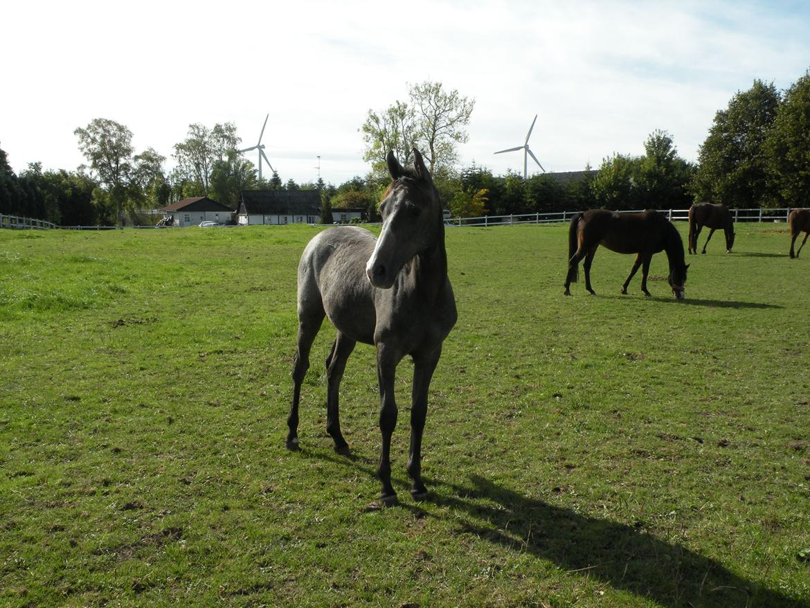 Shagya Araber (SH) Andersine (solgt) billede 9